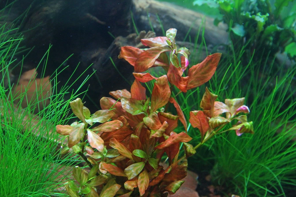 In-Vitro Ludwigia Sp. 'Atlantis' 3 In-Vitro Ludwigia Sp. 'Atlantis'