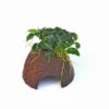 Nano Cave Mit Anubias Nana Bonsai 2 Nano Cave Mit Anubias Nana Bonsai -Hobby || DENNERLE || Flamingo Verkäufe 30087DE 1