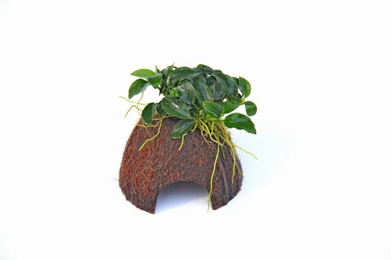 Nano Cave Mit Anubias Nana Bonsai 3 Nano Cave Mit Anubias Nana Bonsai