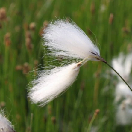 Scheidiges Wollgras, Weiß / Eriophorum Vaginatum Im 9x9 Cm Topf 3 Scheidiges Wollgras, Weiß / Eriophorum Vaginatum Im 9x9 Cm Topf
