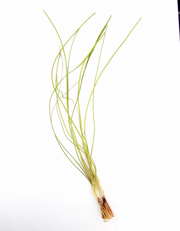 Dennerle Sivadasans Wasserkelch / Cryptocoryne Sivadasanii 3 Dennerle Sivadasans Wasserkelch / Cryptocoryne Sivadasanii