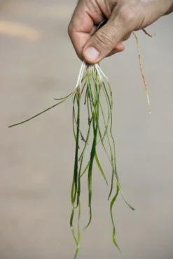 Dennerle Sivadasans Wasserkelch / Cryptocoryne Sivadasanii 5 Dennerle Sivadasans Wasserkelch / Cryptocoryne Sivadasanii -Hobby || DENNERLE || Flamingo Verkäufe 30142DE 1 2