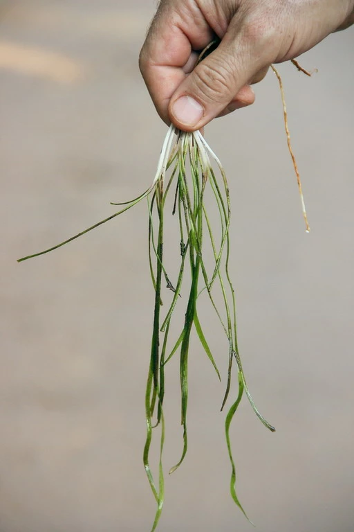 Dennerle Sivadasans Wasserkelch / Cryptocoryne Sivadasanii 4 Dennerle Sivadasans Wasserkelch / Cryptocoryne Sivadasanii – Bild 2