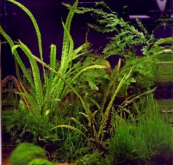 In-Vitro Grasblättrige Wasserkelch / Cryptocoryne Crispatula