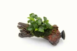 Nanowood+Saugnapf Mit Kleinstes Zwergspeerblatt / Anubias 'Petite' Oder 'Bonsai' Auf Wurzel+Sauger