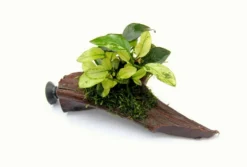 Nanowood+Saugnapf Mit Geschecktes Zwergspeerblatt / Anubias Nana ´Pinto´ Auf Wurzel+Sauger