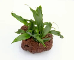 Lavastein Mit Kleines Speerblatt / Anubias Barteri Var. Glabra - Minima Auf Lavastein