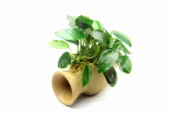 Dennerle Wels Amphore Mit Anubias Nana / Zwergspeerblatt