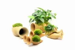 Dennerle Garnelen Amphore Mit Anubias 'Petite' Oder 'Bonsai' / Kleinstes Zwergspeerblatt 7 Dennerle Garnelen Amphore Mit Anubias 'Petite' Oder 'Bonsai' / Kleinstes Zwergspeerblatt -Hobby || DENNERLE || Flamingo Verkäufe 30217DE 1 5