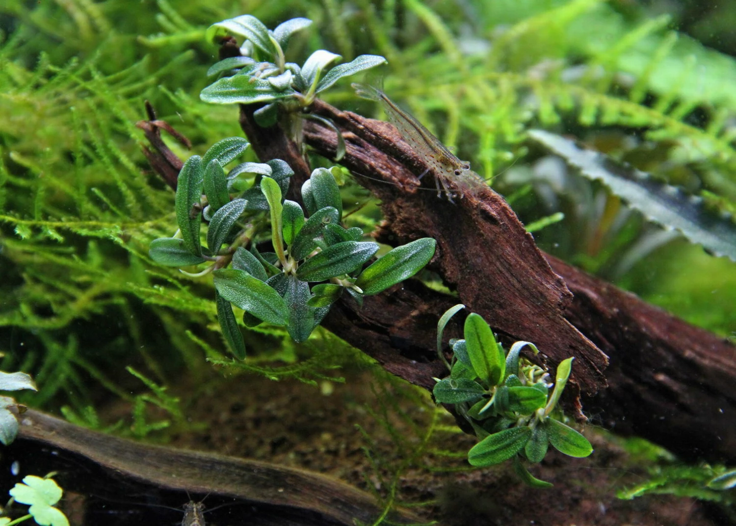 In-Vitro Bucephalandra Micrantha "Mini Needle Leaf" *TOP-RARITÄT* Von DENNERLE 3 In-Vitro Bucephalandra Micrantha "Mini Needle Leaf" *TOP-RARITÄT* Von DENNERLE