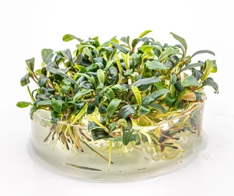 In-Vitro Bucephalandra Micrantha "Mini Needle Leaf" *TOP-RARITÄT* Von DENNERLE 4 In-Vitro Bucephalandra Micrantha "Mini Needle Leaf" *TOP-RARITÄT* Von DENNERLE – Bild 2