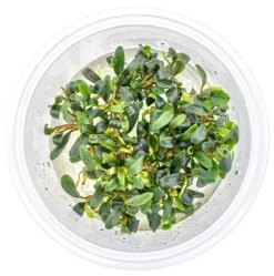 In-Vitro Bucephalandra Micrantha "Mini Needle Leaf" *TOP-RARITÄT* Von DENNERLE 8 In-Vitro Bucephalandra Micrantha "Mini Needle Leaf" *TOP-RARITÄT* Von DENNERLE -Hobby || DENNERLE || Flamingo Verkäufe 30267DE 1 6