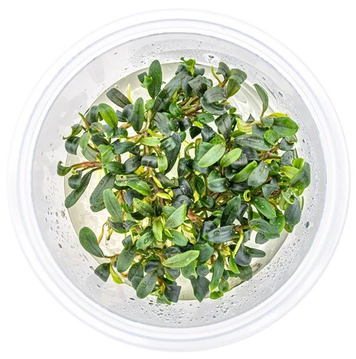 In-Vitro Bucephalandra Micrantha "Mini Needle Leaf" *TOP-RARITÄT* Von DENNERLE 5 In-Vitro Bucephalandra Micrantha "Mini Needle Leaf" *TOP-RARITÄT* Von DENNERLE – Bild 3