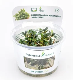 In-Vitro Bucephalandra Micrantha "Mini Needle Leaf" *TOP-RARITÄT* Von DENNERLE 9 In-Vitro Bucephalandra Micrantha "Mini Needle Leaf" *TOP-RARITÄT* Von DENNERLE -Hobby || DENNERLE || Flamingo Verkäufe 30267DE 1 8