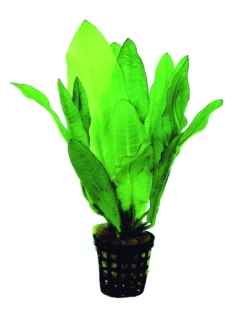 Gewelltblättrige Schwertpflanze / Echinodorus Major (Echinodorus Martii)