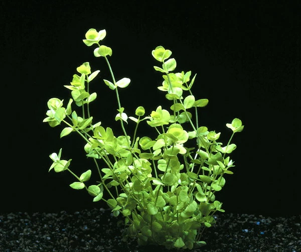 XL In-Vitro Großes Perlenkraut / Micranthemum Umbrosum 3 XL In-Vitro Großes Perlenkraut / Micranthemum Umbrosum