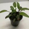Grünblättriger Wasserkelch / Cryptocoryne 'Viridifolia' 2 Grünblättriger Wasserkelch / Cryptocoryne 'Viridifolia' -Hobby || DENNERLE || Flamingo Verkäufe 326wf 1 1
