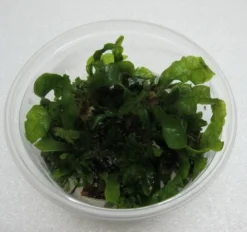 XL In-Vitro Gewellter Javafarn / Microsorum Pteropus 'latifolius'