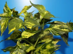 Nomaphila Variegata / WEISS-GRÜN Marmorierter Wasserfreund 5 Nomaphila Variegata / WEISS-GRÜN Marmorierter Wasserfreund -Hobby || DENNERLE || Flamingo Verkäufe 329wf 1 4