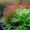 1-2-GROW! Rotes Mooskraut / Rotala Wallichii -Hobby || DENNERLE || Flamingo Verkäufe 32ATC T 1 1