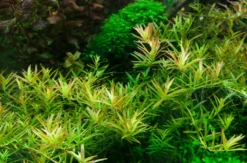 1-2-GROW! Rotala 'Vietnam H'ra'
