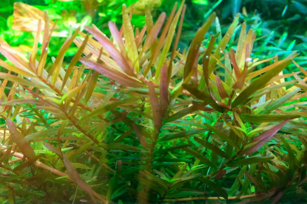 1-2-GROW! Rotala 'Vietnam H'ra' 4 1-2-GROW! Rotala 'Vietnam H'ra' – Bild 2