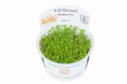 1-2-GROW! Rotala 'Vietnam H'ra' 7 1-2-GROW! Rotala 'Vietnam H'ra' -Hobby || DENNERLE || Flamingo Verkäufe 32CTC T 1 3