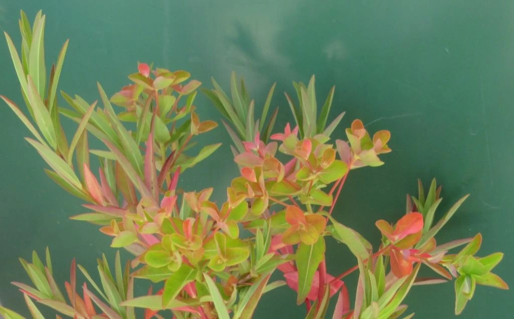 Sumpfwolfsmilch, Gelb / Euphorbia Palustris Im 9x9 Cm Topf 3 Sumpfwolfsmilch, Gelb / Euphorbia Palustris Im 9x9 Cm Topf