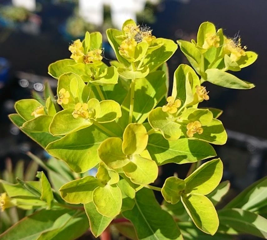 Sumpfwolfsmilch, Gelb / Euphorbia Palustris Im 9x9 Cm Topf 4 Sumpfwolfsmilch, Gelb / Euphorbia Palustris Im 9x9 Cm Topf – Bild 2