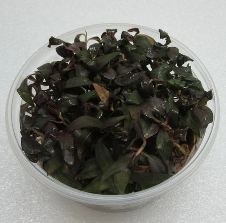 XL In-Vitro Dunkelroter Wasserknöterich / Persicaria Sp. 'Sao Paulo' 3 XL In-Vitro Dunkelroter Wasserknöterich / Persicaria Sp. 'Sao Paulo'