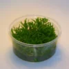 XL In-Vitro Kleiner Stern 'Daonoi' - Sternkraut / Pogostemon Helferi 1 XL In-Vitro Kleiner Stern 'Daonoi' - Sternkraut / Pogostemon Helferi -Hobby || DENNERLE || Flamingo Verkäufe 333DZ 1 2