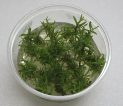 XL In-Vitro Pogostemon Yatabeanus (Eusteralis Yatabeana)