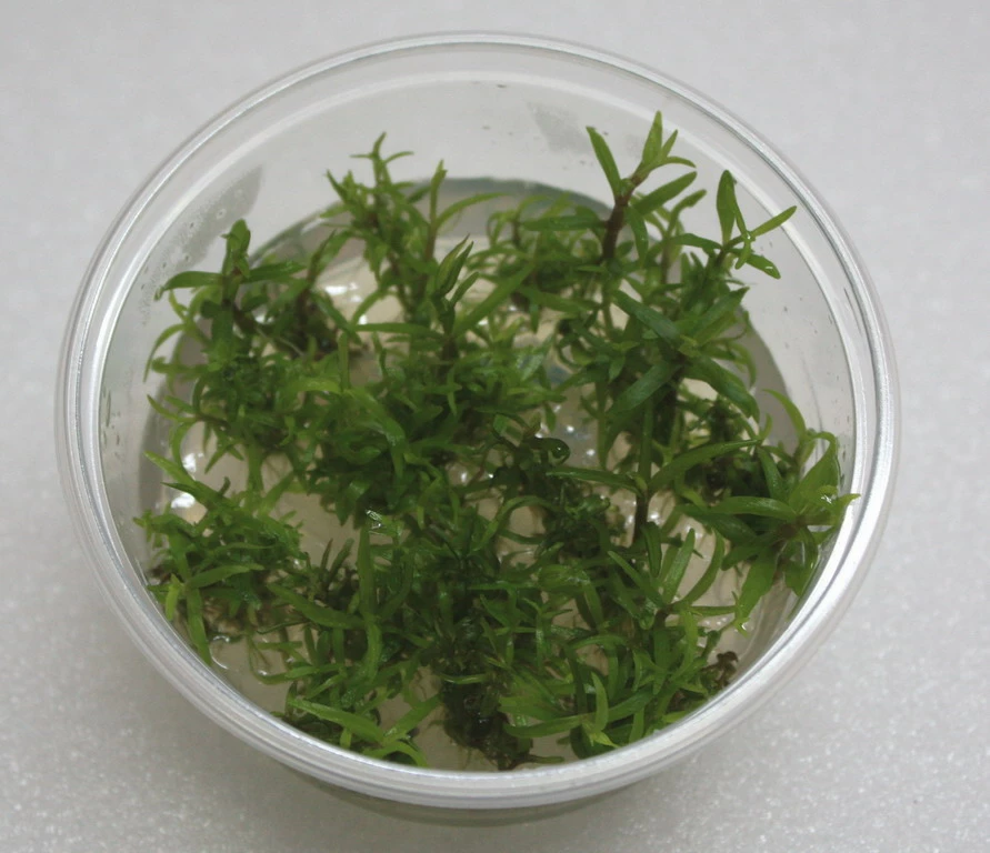 XL In-Vitro Pogostemon Yatabeanus (Eusteralis Yatabeana) 3 XL In-Vitro Pogostemon Yatabeanus (Eusteralis Yatabeana)