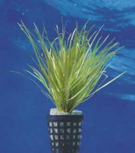 Japanisches Oder Kleines Fadenkraut / Blyxa Japonica Im Topf 3 Japanisches Oder Kleines Fadenkraut / Blyxa Japonica Im Topf