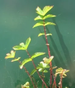 Wiesenkönigin, Weiß - Echtes Mädesüß - Spierstaude / Filipendula Ulmaria Im 9x9 Cm Topf