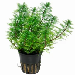 Mato-Grosso-Tausendblatt / Myriophyllum Mattogrossense 7 Mato-Grosso-Tausendblatt / Myriophyllum Mattogrossense -Hobby || DENNERLE || Flamingo Verkäufe 37 T 1 2