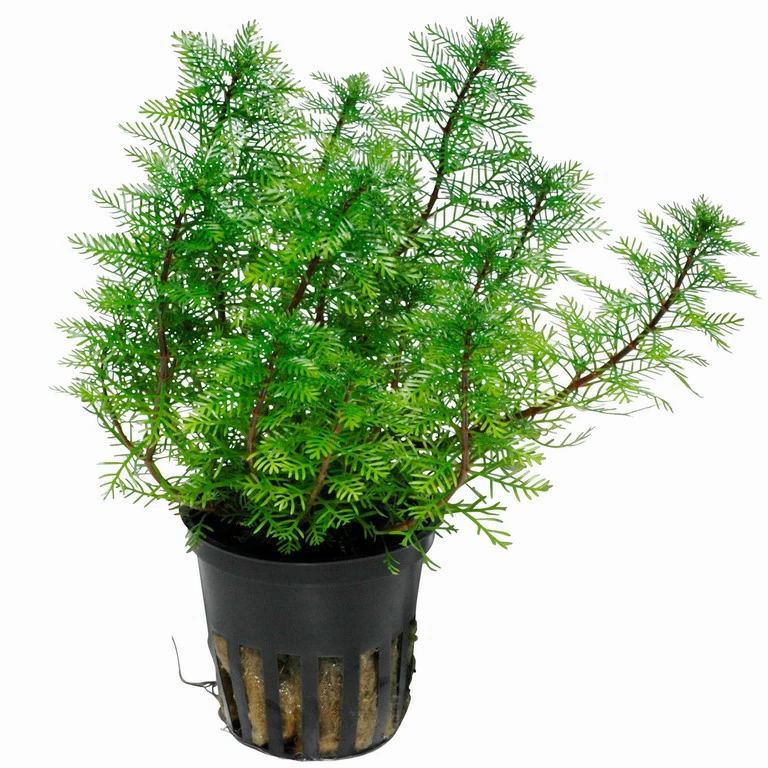 Mato-Grosso-Tausendblatt / Myriophyllum Mattogrossense 4 Mato-Grosso-Tausendblatt / Myriophyllum Mattogrossense – Bild 2