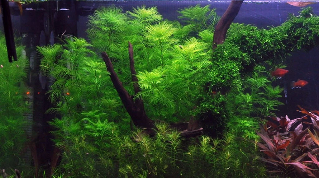 Mato-Grosso-Tausendblatt / Myriophyllum Mattogrossense 5 Mato-Grosso-Tausendblatt / Myriophyllum Mattogrossense – Bild 3