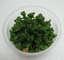 XL In-Vitro Wassermeerrettich / Rorippa Aquatica