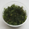 XL In-Vitro Rotala Sp. "H'Ra" 1 XL In-Vitro Rotala Sp. "H'Ra" -Hobby || DENNERLE || Flamingo Verkäufe 395DZ 1 1