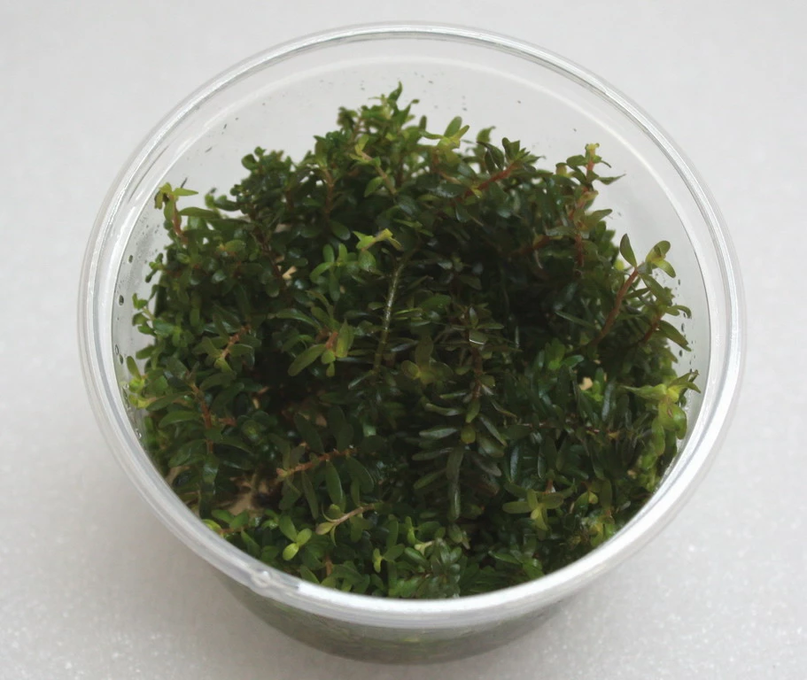 XL In-Vitro Rotala Sp. "H'Ra" 3 XL In-Vitro Rotala Sp. "H'Ra"