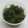 XL In-Vitro Rotala Sp. Round Leaf 2 XL In-Vitro Rotala Sp. Round Leaf -Hobby || DENNERLE || Flamingo Verkäufe 397DZ 1 1