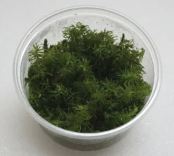 XL In-Vitro Rotala Sp. Round Leaf