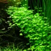 1-2-GROW! Hydrocotyle Sp. 'Japan' (Hydrocotyle Cf. Tripartita) 2 1-2-GROW! Hydrocotyle Sp. 'Japan' (Hydrocotyle Cf. Tripartita) -Hobby || DENNERLE || Flamingo Verkäufe 39BTC T 1 1