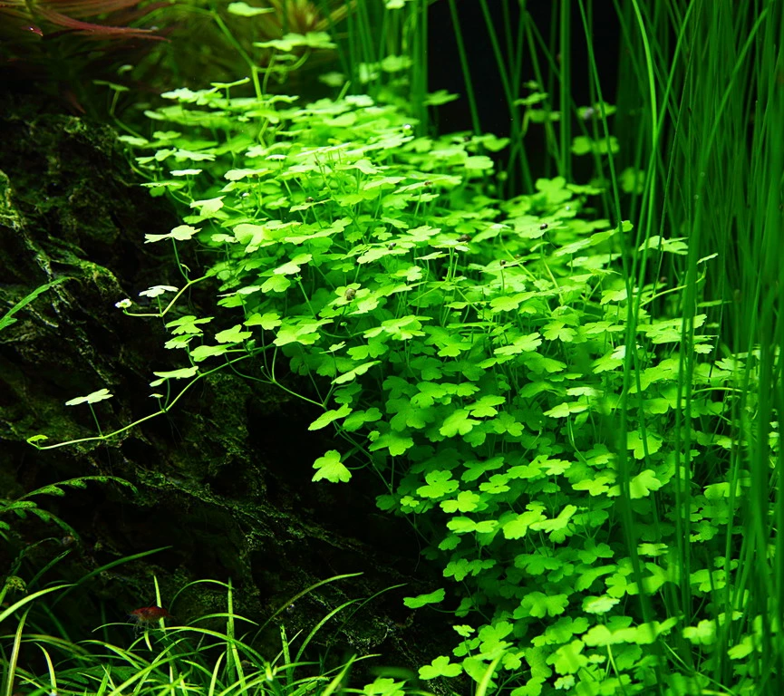 1-2-GROW! Hydrocotyle Sp. 'Japan' (Hydrocotyle Cf. Tripartita) 3 1-2-GROW! Hydrocotyle Sp. 'Japan' (Hydrocotyle Cf. Tripartita)