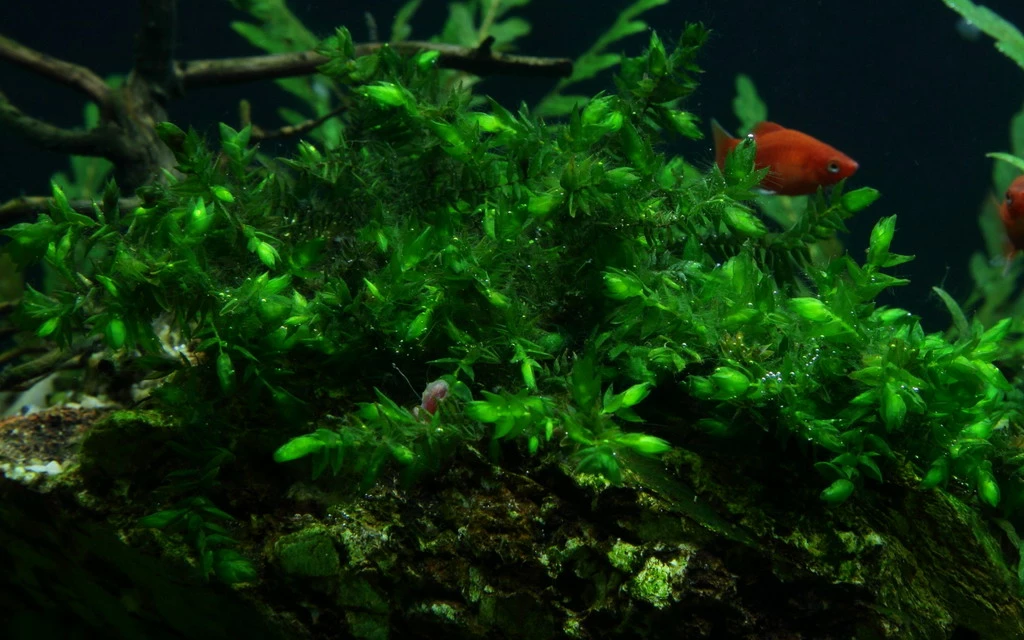 1 - 2-GROW! Quellmoos - Willow Moss / Fontinalis Antipyretica 3 1 - 2-GROW! Quellmoos - Willow Moss / Fontinalis Antipyretica