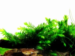 1 - 2-GROW! Quellmoos - Willow Moss / Fontinalis Antipyretica 7 1 - 2-GROW! Quellmoos - Willow Moss / Fontinalis Antipyretica -Hobby || DENNERLE || Flamingo Verkäufe 3FTC T 1 5