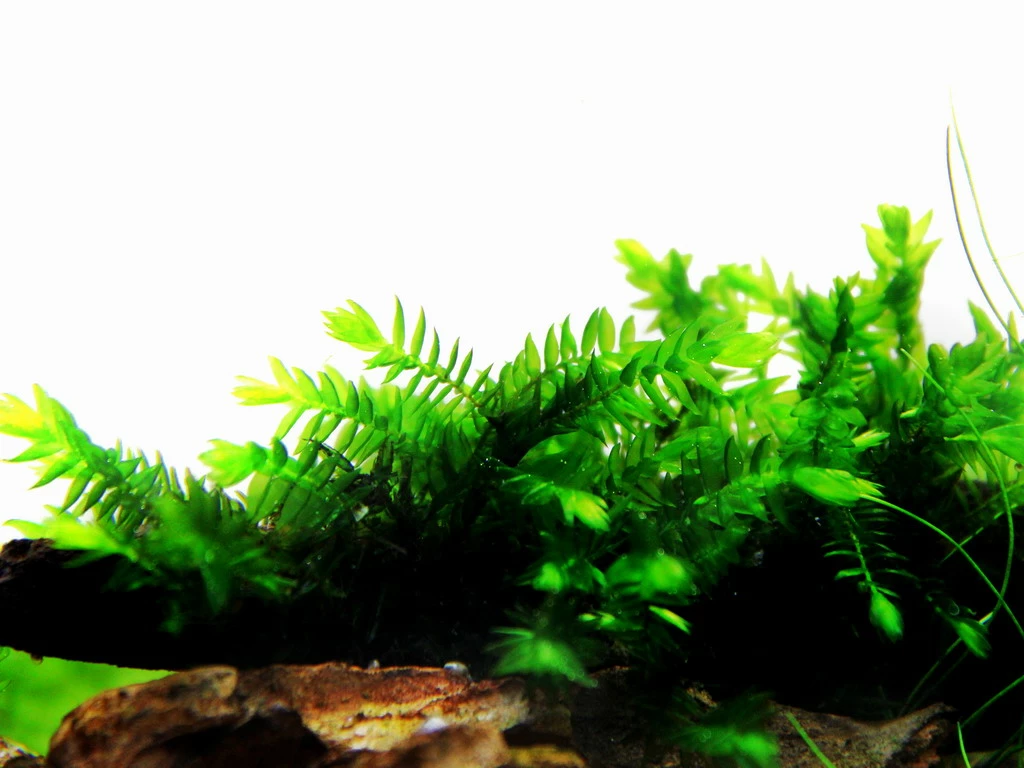 1 - 2-GROW! Quellmoos - Willow Moss / Fontinalis Antipyretica 5 1 - 2-GROW! Quellmoos - Willow Moss / Fontinalis Antipyretica – Bild 3