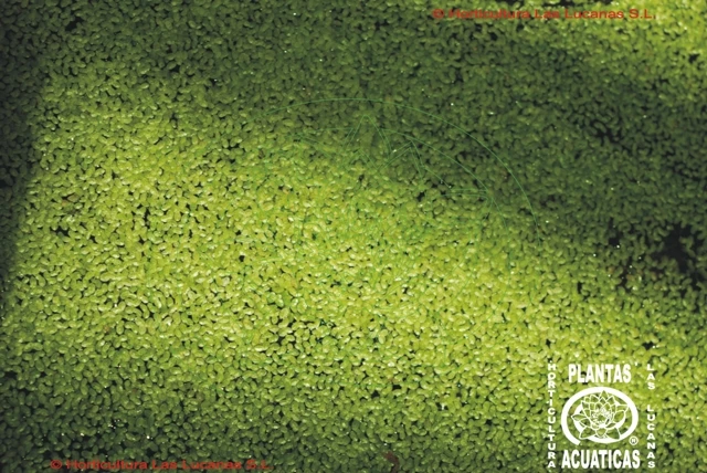 Kleine Wasserlinsen (Entengrütze) / Lemna Minor (Lemnar) 3 Kleine Wasserlinsen (Entengrütze) / Lemna Minor (Lemnar)