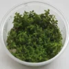 XL In-Vitro Rotala Sp. "Yao-Yai"